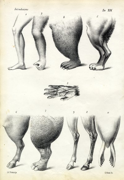 Beine, 1863-79 von Raimundo Petraroja